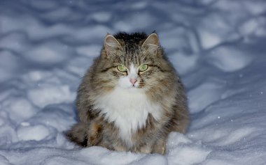 Güzel pofuduk kedi karda oturur. yakın plan