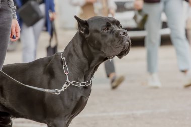 İtalyan Cane Corso soyundan bir köpek sahibiyle yürüyüşe çıktı. güneşli bir gün