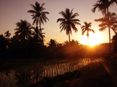 pirinç alan gündoğumu