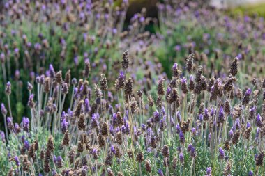 Cunha, Sao Paulo Eyaleti 'ndeki lavanta tarlası..