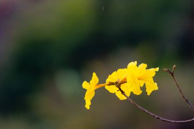 Odaklanmamış arkaplanı olan sarı çiçek. Seçici odak.