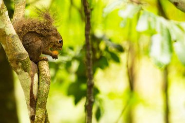 Kameraya bakan bir dalda caxinguele olarak bilinen sincap..