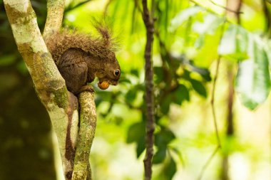 Kameraya bakan bir dalda caxinguele olarak bilinen sincap..