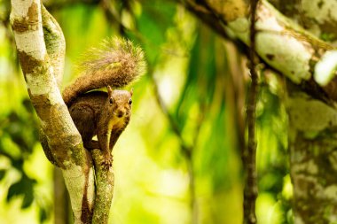 Kameraya bakan bir dalda caxinguele olarak bilinen sincap..