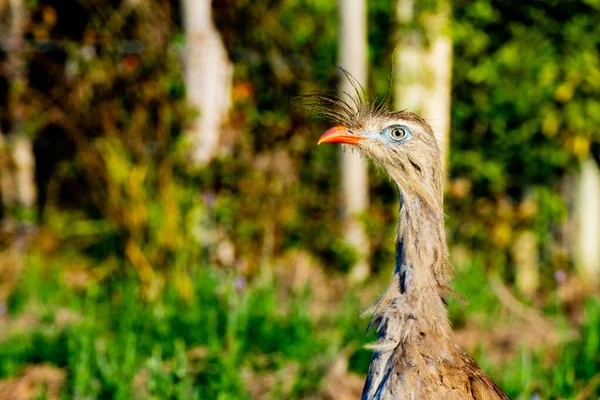 Campo Lavanda Ubicado Cunha Estado Sao Paulo — Foto de Stock