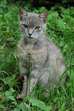Gri kedi fotoğrafı için poz