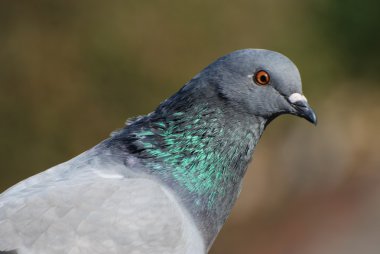 Kuş - rock güvercin