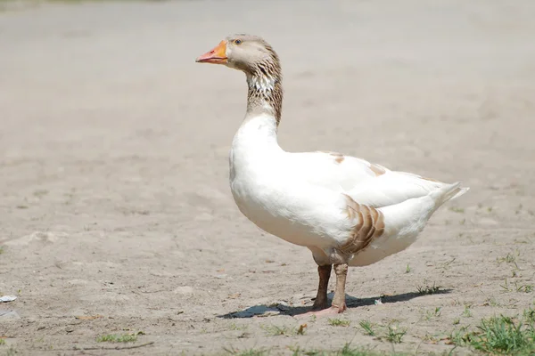 Gänsehaut-Hensor — Stockfoto