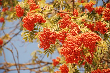 Demet kırmızı üvez