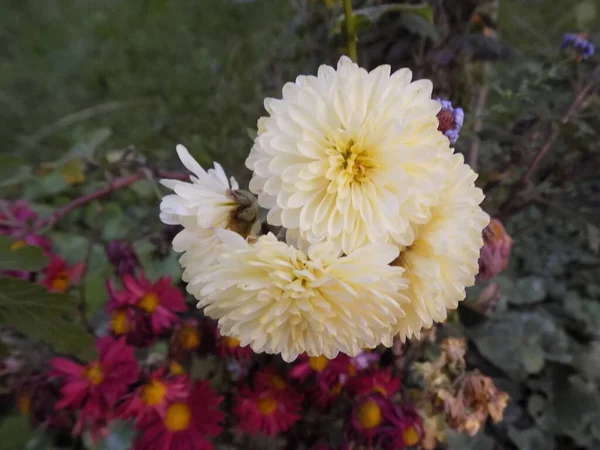 Chrysanthemum Chrysanthemum Genre Plantes Fleurs Famille Des Aster — Photo