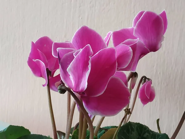 Cyclamen Est Une Plante Herbacée Vivace — Photo