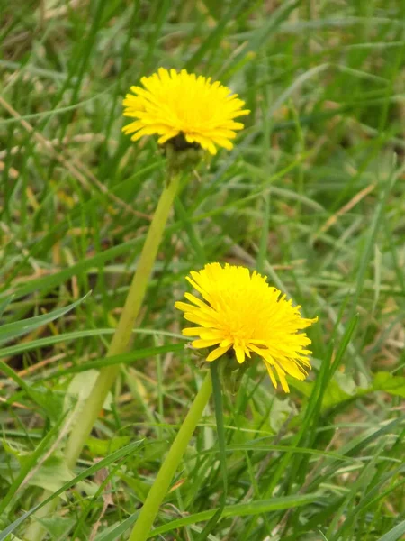 Dandelion Tarxacum Genus Perennial Herbaceous Plants Aster Family — Stock Photo, Image