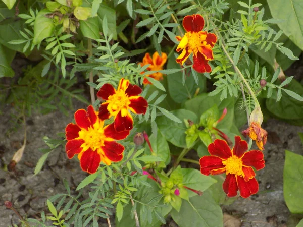 Marigolds Tagetes Bársony Telihold — Stock Fotó