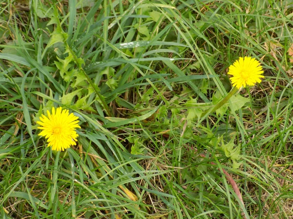 Tarassaco Tarxacum Genere Piante Erbacee Perenni Della Famiglia Aster — Foto Stock