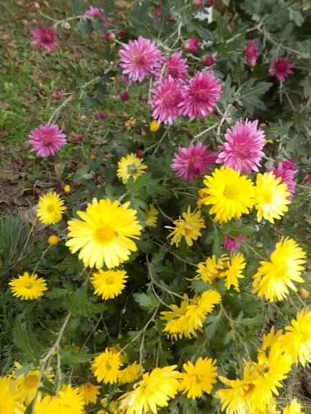 Chrysant Chrysant Een Geslacht Uit Onderfamilie Chrysanten — Stockfoto