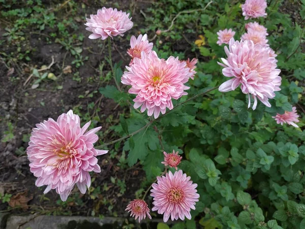 Chrysanthemum Chrysanthemum Género Botânico Pertencente Família Asteraceae — Fotografia de Stock