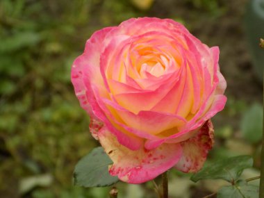 Gül, köpek gülü (Rosa L.)