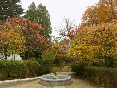 Sararmış, düşmüş, yapraklar çalıların üzerinde