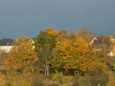 Sararmış, düşmüş, yapraklar çalıların üzerinde
