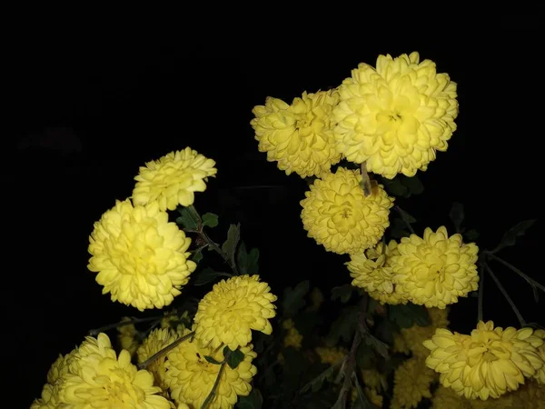 Chrysanthemum Chrysanthemum Genere Piante Fiore Della Famiglia Delle Aster — Foto Stock