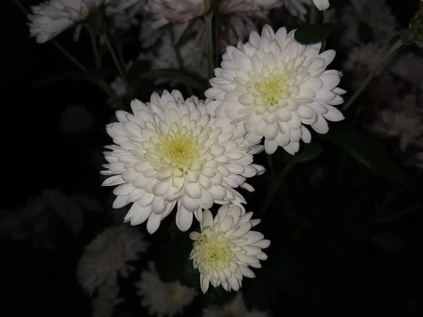 Chrysanthemum Chrysanthemum Género Plantas Con Flores Familia Las Asteráceas — Foto de Stock