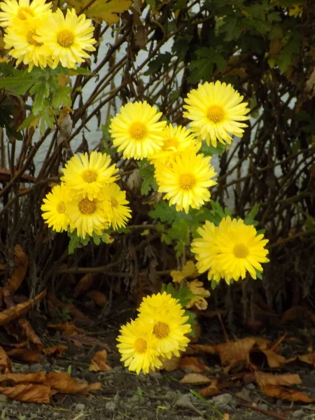 Chrysanthemum Chrysanthemum Genus Flowering Plants Aster Family — Stock Photo, Image