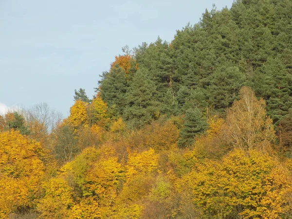 Желтые Упавшие Листья Кустах — стоковое фото