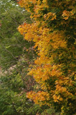 Sararmış, düşmüş, yapraklar çalıların üzerinde