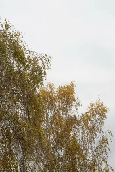 Sararmış Düşmüş Yapraklar Çalıların Üzerinde — Stok fotoğraf