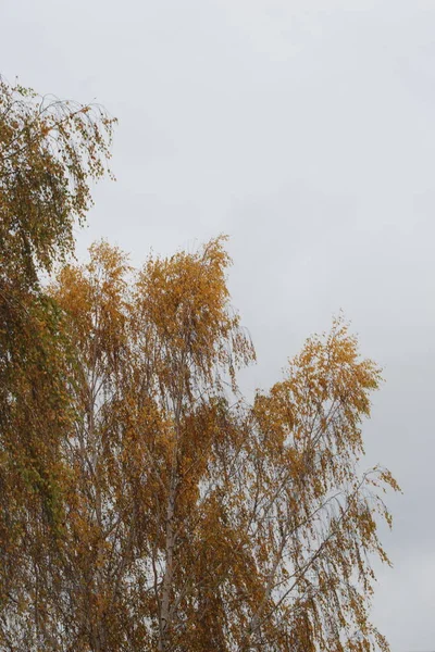 Jaune Tombé Feuilles Sur Buisson — Photo