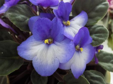 Saintpaulia, Uzamba menekşesi, kapalı menekşe