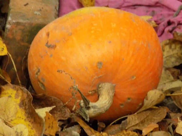 Abóbora Repolho Cucurbita Latina — Fotografia de Stock