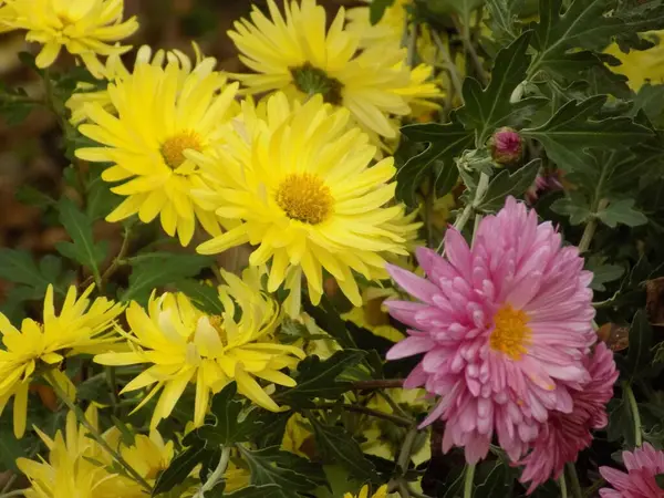 Chrysanthemum Chrysanthemum Género Plantas Con Flores Familia Las Asteráceas — Foto de Stock