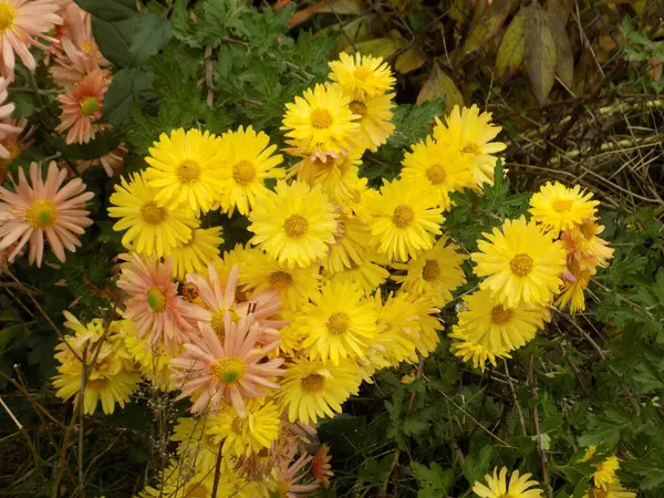 Chrysant Chrysant Een Geslacht Uit Onderfamilie Chrysanten — Stockfoto