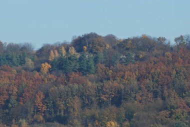 Sararmış, düşmüş, yapraklar çalıların üzerinde