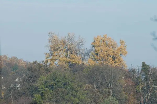 Желтые Упавшие Листья Кустах — стоковое фото