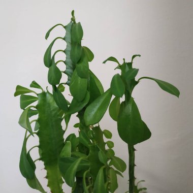 Kaktüs (Kaktaceae) - karanfil (Caryophyllales) familyasından sulu bitkiler familyasıdır.)