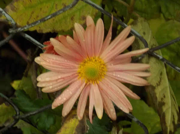 Chrysanthemum Chrysanthemum Género Plantas Con Flores Familia Las Asteráceas —  Fotos de Stock