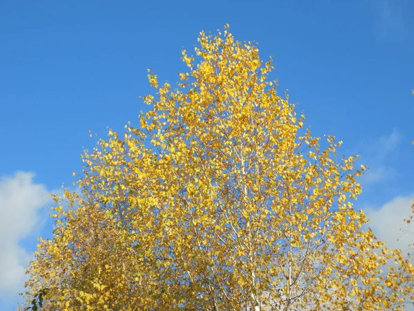 Die Vielfalt Des Herbstwaldes — Stockfoto