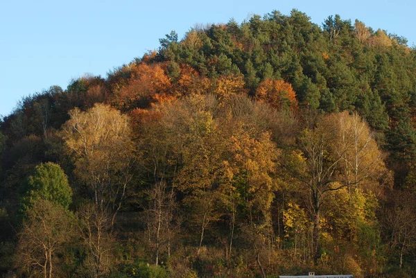 Die Vielfalt Des Herbstwaldes — Stockfoto