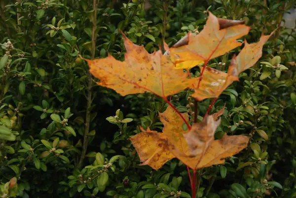 Yellowed Fallen Leaves Bush — Stock Photo, Image