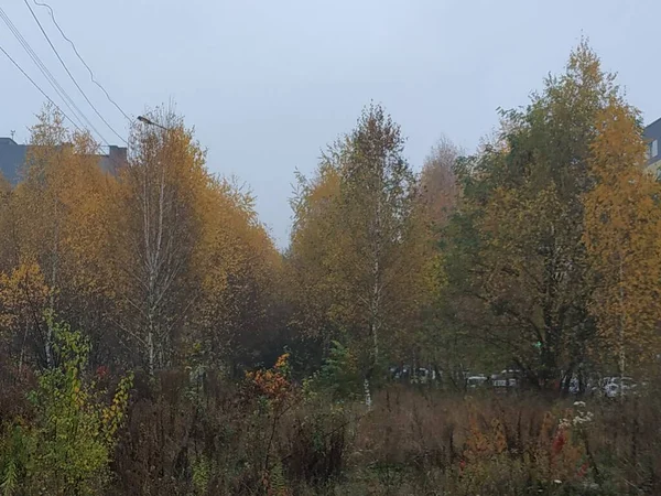 Die Vielfalt Des Herbstwaldes — Stockfoto