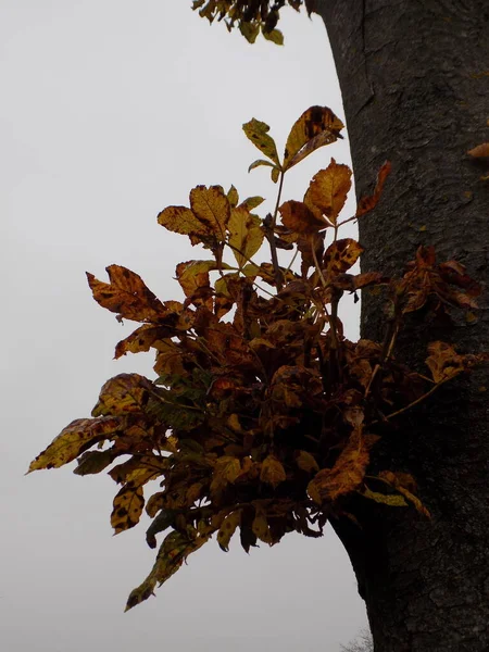 Diversidade Floresta Outono — Fotografia de Stock