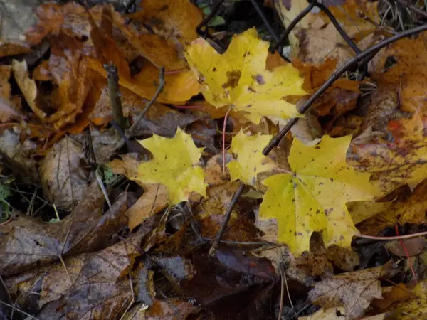 Jaune Tombé Feuilles Sur Buisson — Photo