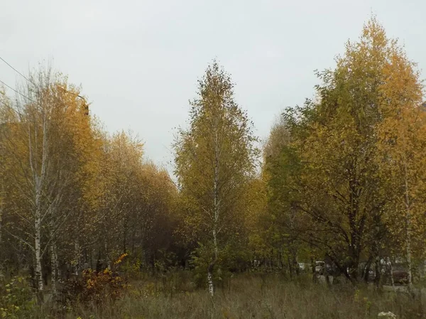 Rozmanitost Podzimního Lesa — Stock fotografie