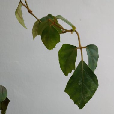  Epiphyllum (lat. Epiphyllum) - kaktüs ailesinin epifitik kaktüsü cinsi.