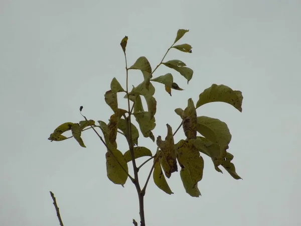 Орех Грецкий Орех Juglans Regia — стоковое фото