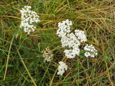 Tarladaki yabani otlarla kaplanmış.