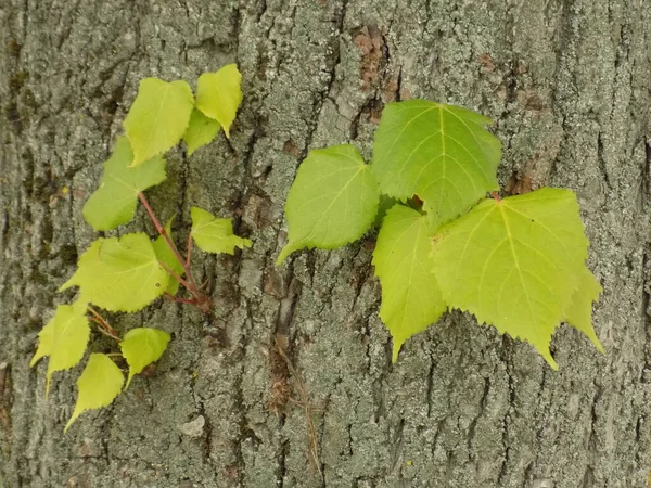 Linden Tilia Est Genre Arbres Famille Des Mallow — Photo