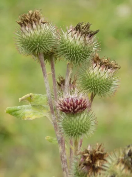 Spiny Blomstã Llningar Arachnid — Stockfoto